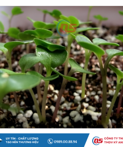 Đá Perlite Trong Trồng Trọt